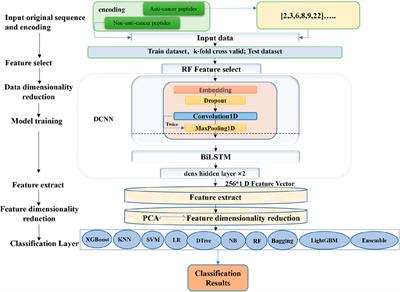 ACPPfel: Explainable deep ensemble learning for anticancer peptides prediction based on feature optimization